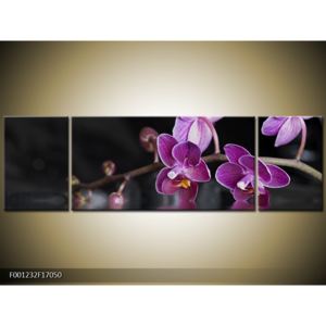 Obraz fialové květiny (F001232F17050)