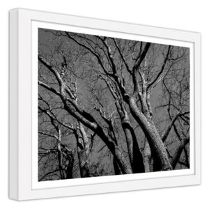 CARO Obraz v rámu - The Crown Of The Tree 2 40x30 cm Bílá