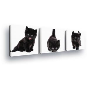 GLIX Obraz na plátně - Černobílá Koťátka 3 x 25x25 cm
