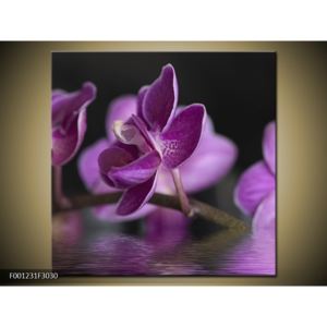 Obraz fialové květiny na hladině (F001231F3030)