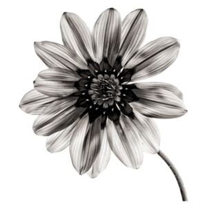Černo-bílý skleněný obraz Insigne Flower, 30 x 30 cm