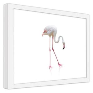 CARO Obraz v rámu - A Lonely Flamingo 40x30 cm Bílá