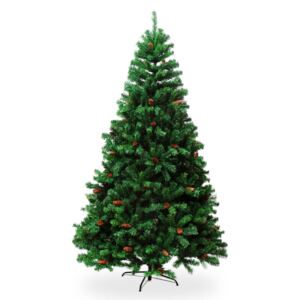 Borovice Kanadská se šiškami 240 cm
