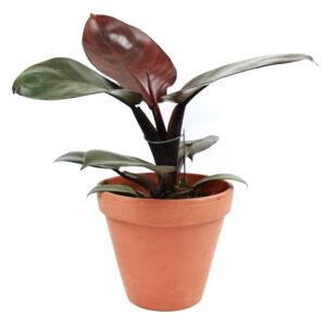 Philodendron Black Cardinal, průměr 12 cm Filodendron