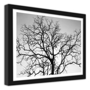CARO Obraz v rámu - The Crown Of The Tree 40x30 cm Černá