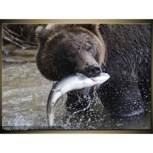 Obraz grizzlyho s lososem v puse (F002719F7050)