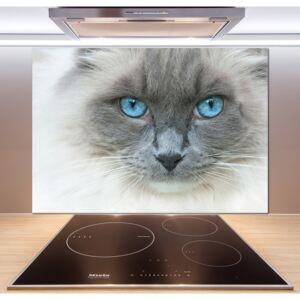 Panel lacobel Kočka modré oči