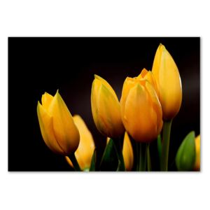 Foto obraz sklo tvrzené Žluté tulipány