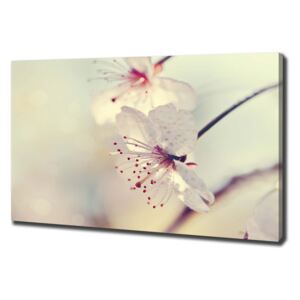 Foto obraz na plátně do obýváku Květ višně