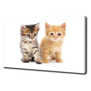 Foto obraz na plátně do obýváku Hnědá a červená kočka