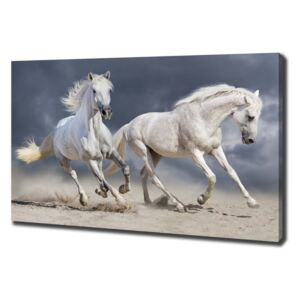 Foto obraz tištěný na plátně Bílí koně pláž