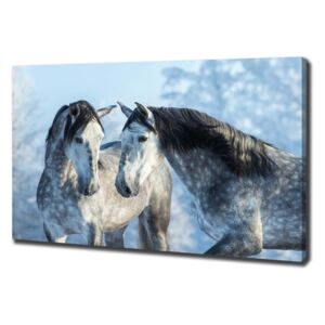 Foto obraz na plátně Zima šedý kůň