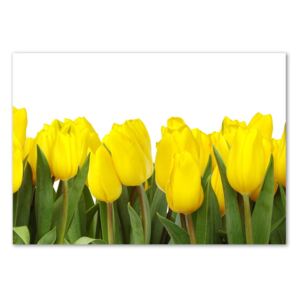 Foto obraz sklo tvrzené Žluté tulipány