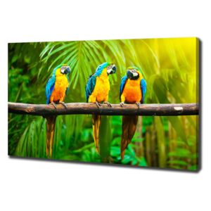 Moderní fotoobraz canvas na rámu Papoušci na větvi