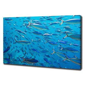 Foto obraz na plátně Korálové ryby