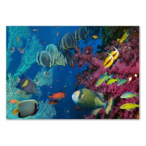 Fotoobraz na skle Korálový útes