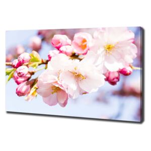 Moderní obraz canvas na rámu Květy višně