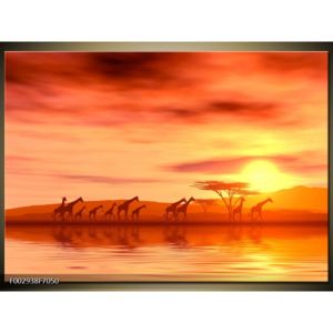 Obraz stáda žiraf při západu slunce (F002938F7050)