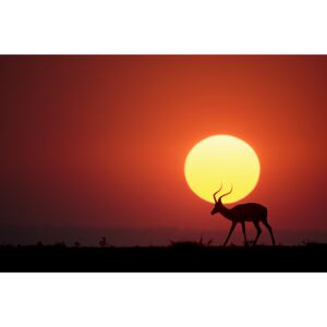 Umělecká fotografie An African Sunset, Renee Doyle