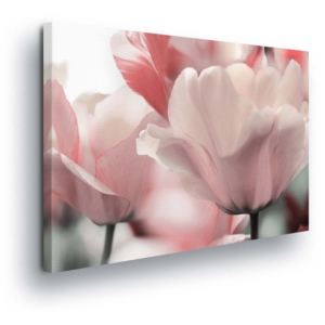 Obraz na plátně - Světle Růžové Květy Tulipánů 100x75 cm