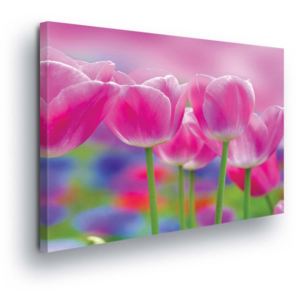 Obraz na plátně - Růžové Tulipány 100x75 cm