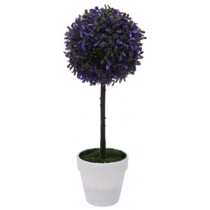 Koopman Zimostráz na kmínku v bílém květináči, 45 cm, purpura