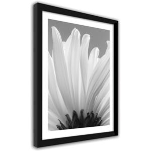 CARO Obraz v rámu - White Chrysanthemums 2 30x40 cm Černá
