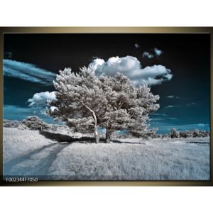 Obraz stromů na louce (F002344F7050)