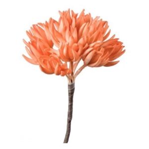Loca Nera Květ chryzantémy pomerančové