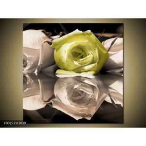 Obraz žluté růže na vodě (F002533F3030)