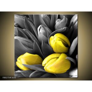 Obraz tří žlutých tulipánů (30x30 cm)