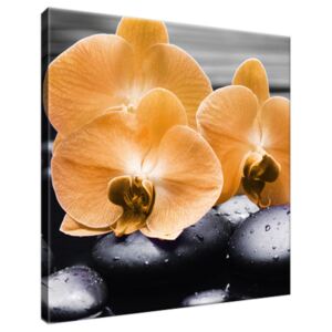 Obraz na plátně Krásná oranžová orchidej 30x30cm 1714A_1AI