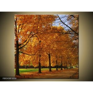 Krásný obraz podzimní aleje (F001430F3030)