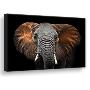 Styler Obraz na plátně - Red Elephant | Rozměry: 85x113 cm