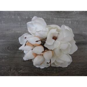 Magnolie kytice - bílá*