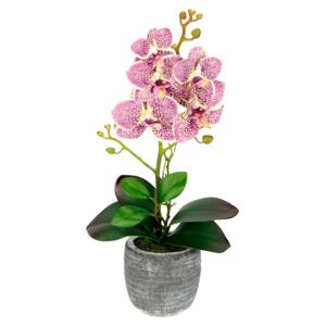 IGEA Orchidej v květináči, fuchsie