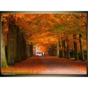 Krásný obraz aleje stromů na podzim (70x50 cm)
