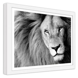 CARO Obraz v rámu - Lion 2 Bílá 40x30 cm