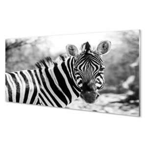 Skleněný panel Skleněný panel retro zebra 100x50cm