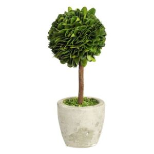 Buxus na kmínku v květináči - Ø10*24 cm