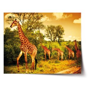 Plakát SABLO - Žirafy 120x80 cm