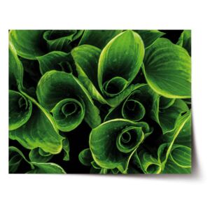 Plakát SABLO - Zelené listy 60x40 cm