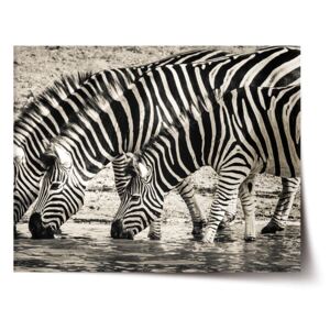 Plakát SABLO - Zebry u vody 90x60 cm