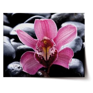 Plakát SABLO - Růžová orchidea 60x40 cm