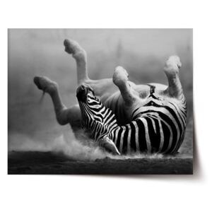 Plakát SABLO - Válející se zebra 60x40 cm