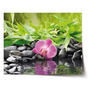 Plakát SABLO - Růžová orchidej 60x40 cm