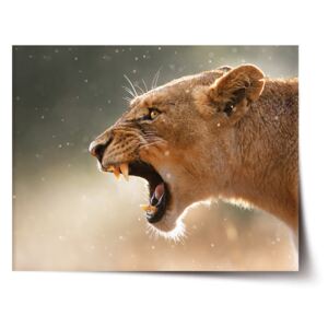 Plakát SABLO - Rozzuřená lvice 60x40 cm