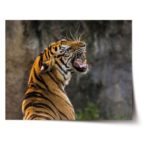 Plakát SABLO - Řvoucí tygr 60x40 cm