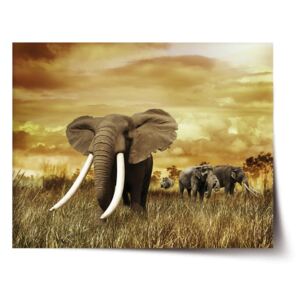 Plakát SABLO - Slon Africký 90x60 cm