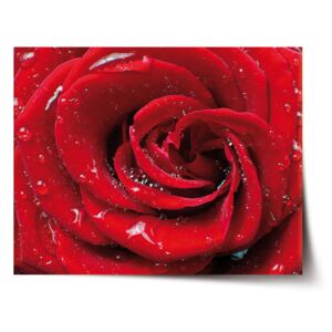 Plakát SABLO - Růže 120x80 cm